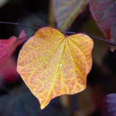 5038838010965 1 Cercis Can Forest Pansy 12l.jpg